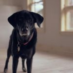 亚洲日本VA中文字幕无码 1fkuhx6q5