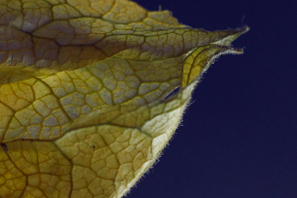 国产精品自在线拍国产手机版