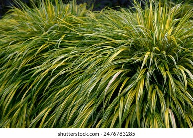 水蜜蜜视频app爱如潮水