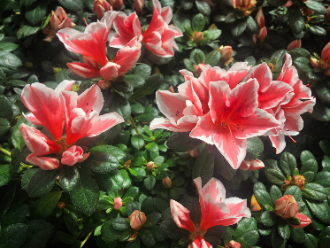 美国11一14tee camseek.tv