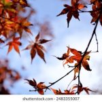 小柿子影视app下载官网:畅享最新影视资源的最佳选择 3i4il