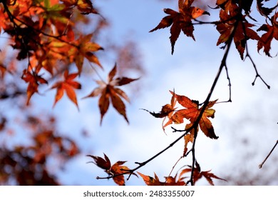 小柿子影视app下载官网:畅享最新影视资源的最佳选择