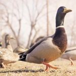 全球视野下的环球网:探索国际新闻与文化交流 62vk5ni