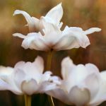 亚洲一区二区aaa:探索亚洲地区独特的文化与风俗魅力 ca0cb