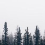 sci hub的镜像网址:获取最新学术资源的最佳途径 lpkr0d