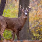 探索工口漫画的魅力与文化现象 8mkjar2re3