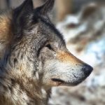 探索xxmh521:揭示其背后的意义与应用 q1cjhayx4